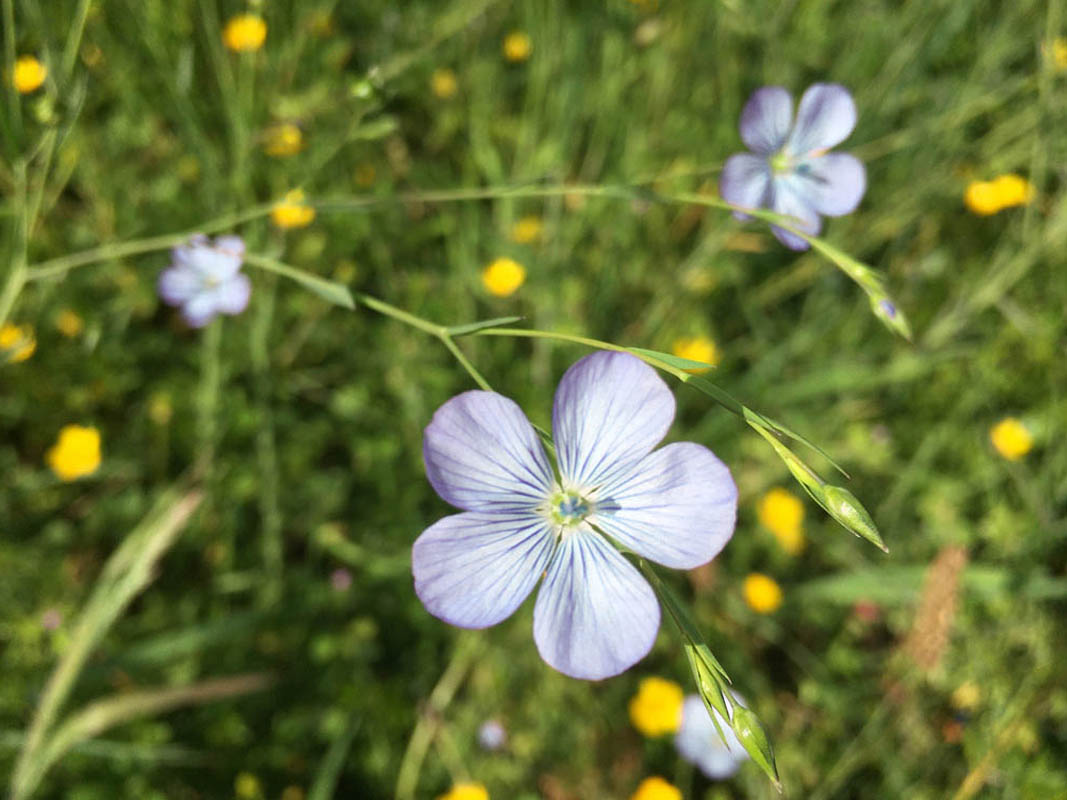 Linum usitatissimum photo